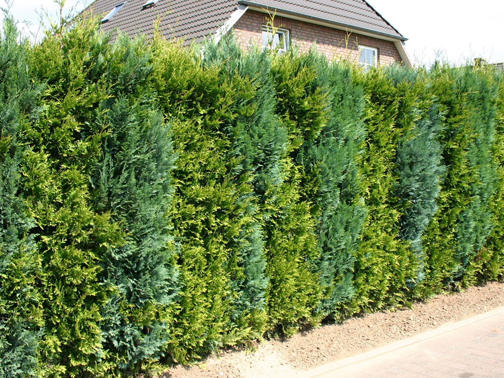 Ялівець, ялина, тис, кипарисовик та інші формують щільну і ефектну живу огорожу